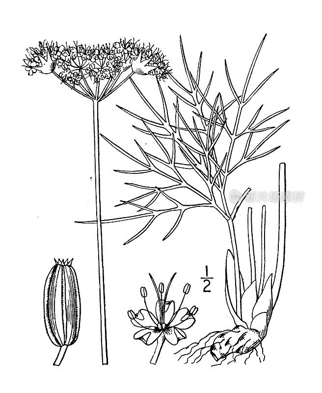 古植物学植物插图:Peucedanum Kingii，国王欧芹
